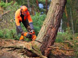 How Our Tree Care Process Works  in  Byram, MS